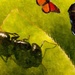   The Ant and the Chrysalis by mzzhope