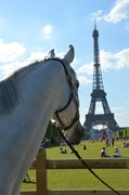 3rd Jul 2014 - Paris Horse show near the Eiffel tower 