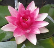 1st Jul 2014 - Water lily.....