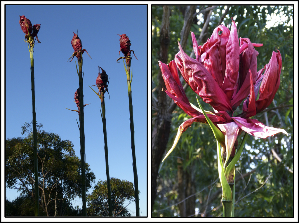 Gymea Lilies by onewing