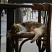 Balbec's fav spot for his afternoon nap by parisouailleurs