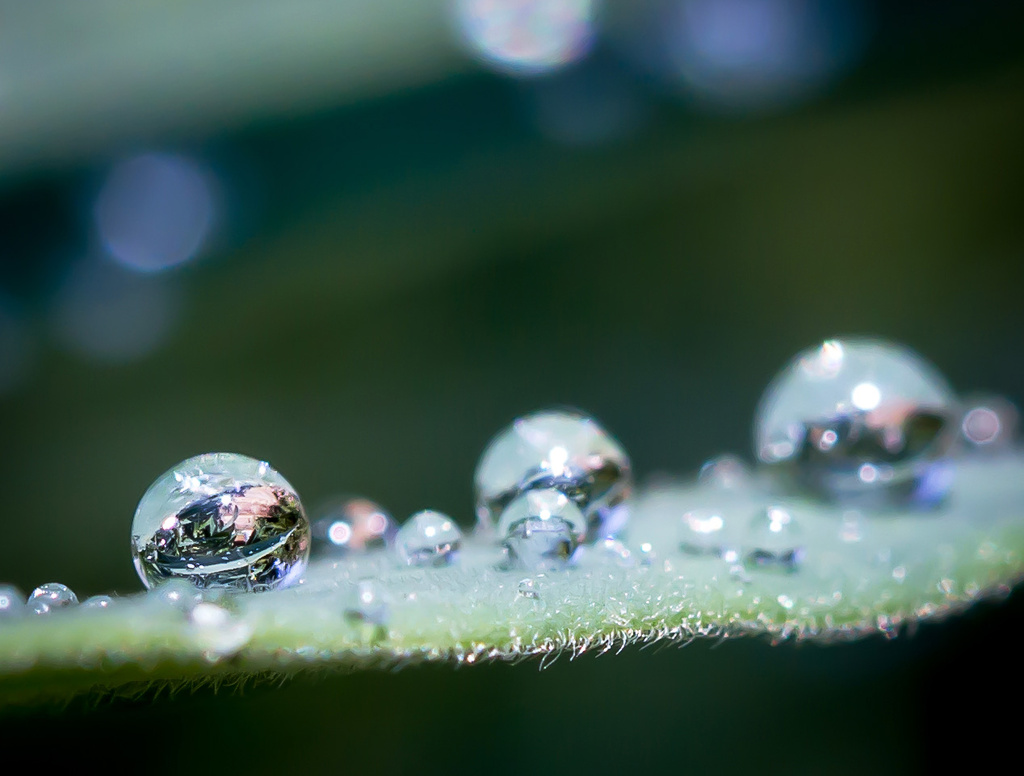 water droplets on euphorbia leaf reflected in water droplet on euphorbia leaf by jantan
