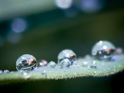 4th Jul 2014 - water droplets on euphorbia leaf reflected in water droplet on euphorbia leaf