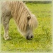 Pony by gosia