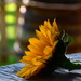 Sun Flower #2 by jayberg