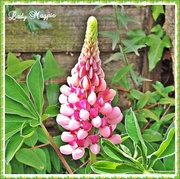 5th Jul 2014 - I'm Loopy about Lupins
