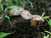 5th Jul 2014 - Cliff mushroom
