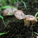 Cliff mushroom by loweygrace