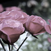 Paper roses by nicolaeastwood