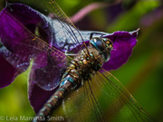 3rd Jul 2014 - Clematis-loving dragonfly