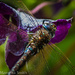 Clematis-loving dragonfly by princessleia