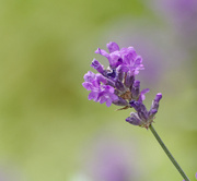 5th Jul 2014 - Isolated Lavender