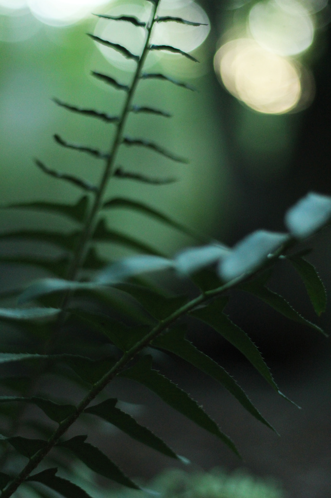 Forest Ferns  by mzzhope