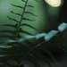Forest Ferns  by mzzhope