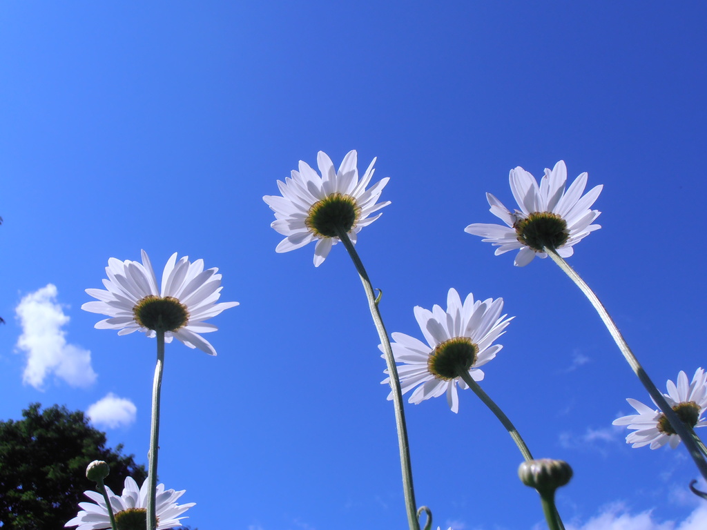 Daisies and Blue Skies by julie