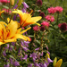 5_July_14 I love my garden! by pennyrae