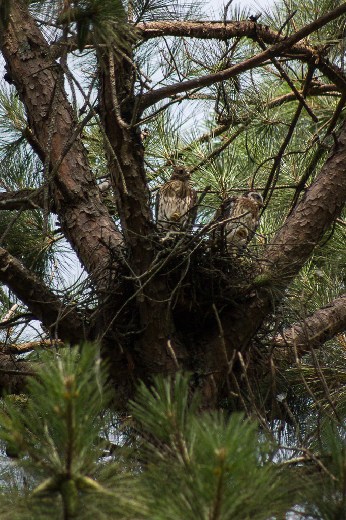 Cooper's Hawk Nest (Juveniles Looking Ready) by darylo