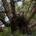 Cooper's Hawk Nest (Juveniles Looking Ready) by darylo