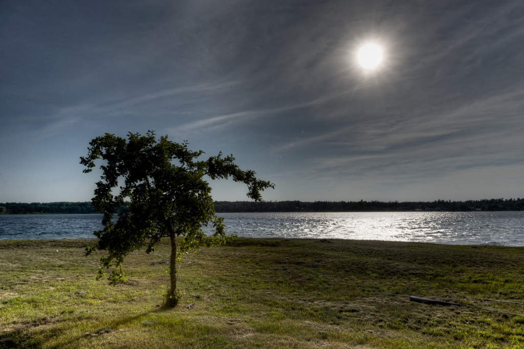 Lone Tree in the Sunlight by taffy