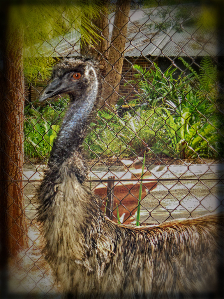 An Emu Hunt by annied