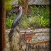 An Emu Hunt by annied