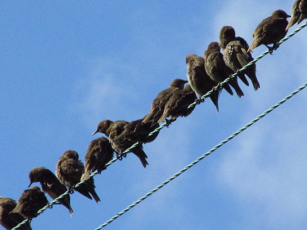 Baby Starlings by motherjane