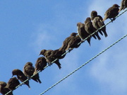 6th Jul 2014 - Baby Starlings