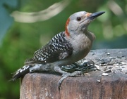 6th Jul 2014 - Red-bellied Woodpecker