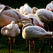 Flamingos at sundown by houser934