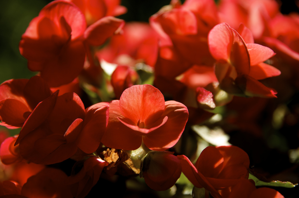 Red begonias by houser934