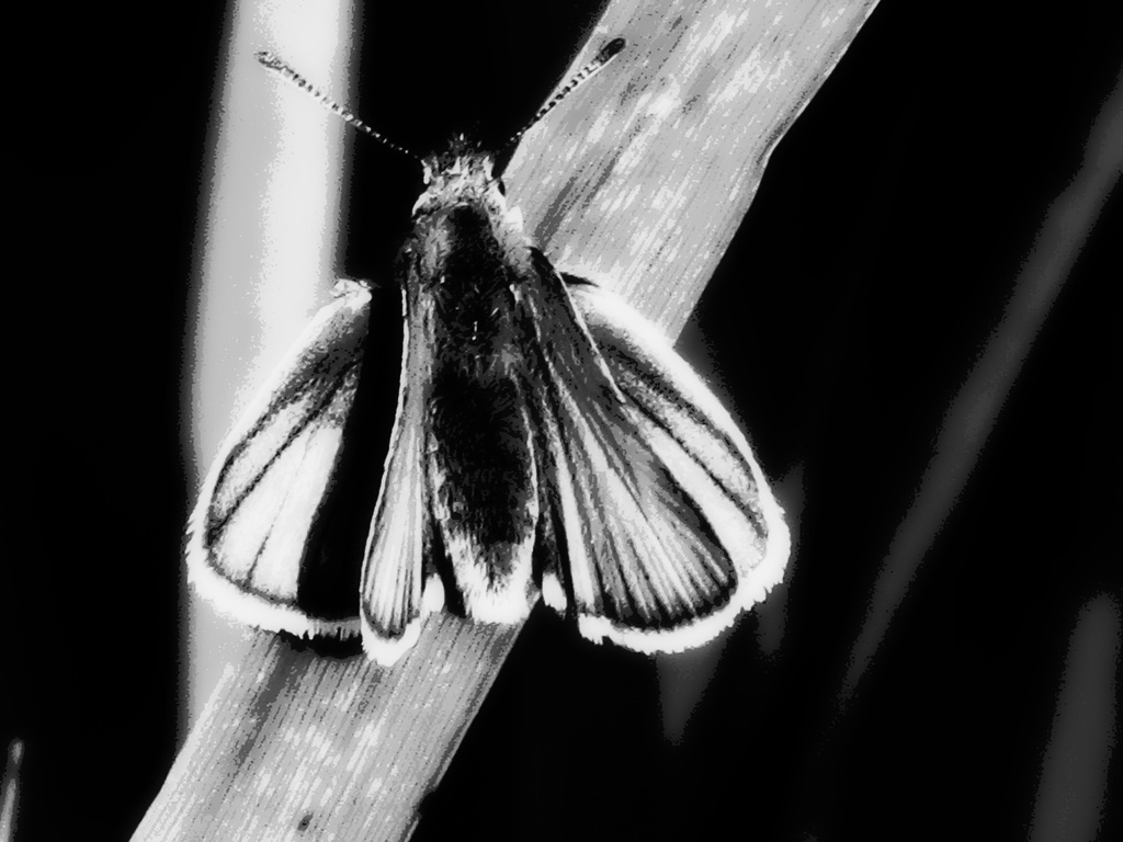 Rare Etsooi Moth by juliedduncan