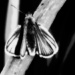 Rare Etsooi Moth by juliedduncan