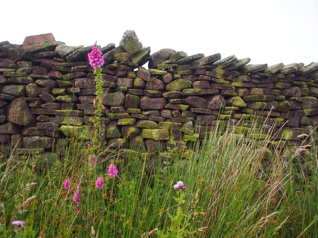 Yorkshire dry stone wall by happypat
