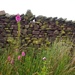 Yorkshire dry stone wall by happypat
