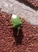 26th May 2014 - Green Shield Beetle?