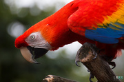 6th Jul 2014 - Scarlet Macaw