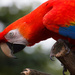 Scarlet Macaw by leonbuys83
