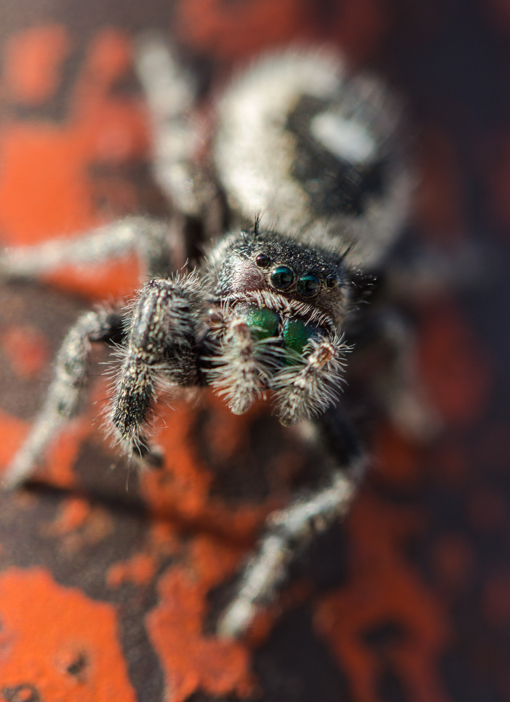 Daring Jumping Spider by aecasey