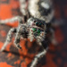 Daring Jumping Spider by aecasey