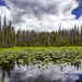 Lily Pad Lake by exposure4u