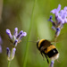 Bee in flight by richardcreese