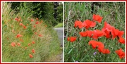 6th Jul 2014 - Red for remembrance