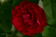 6th Jul 2014 - Red rose