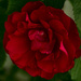 Red rose by elisasaeter