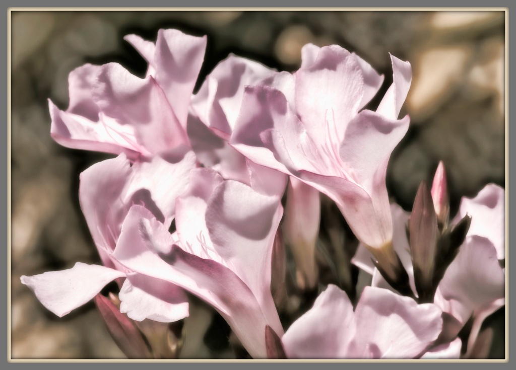 Pink Flowers  by joysfocus