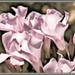Pink Flowers  by joysfocus