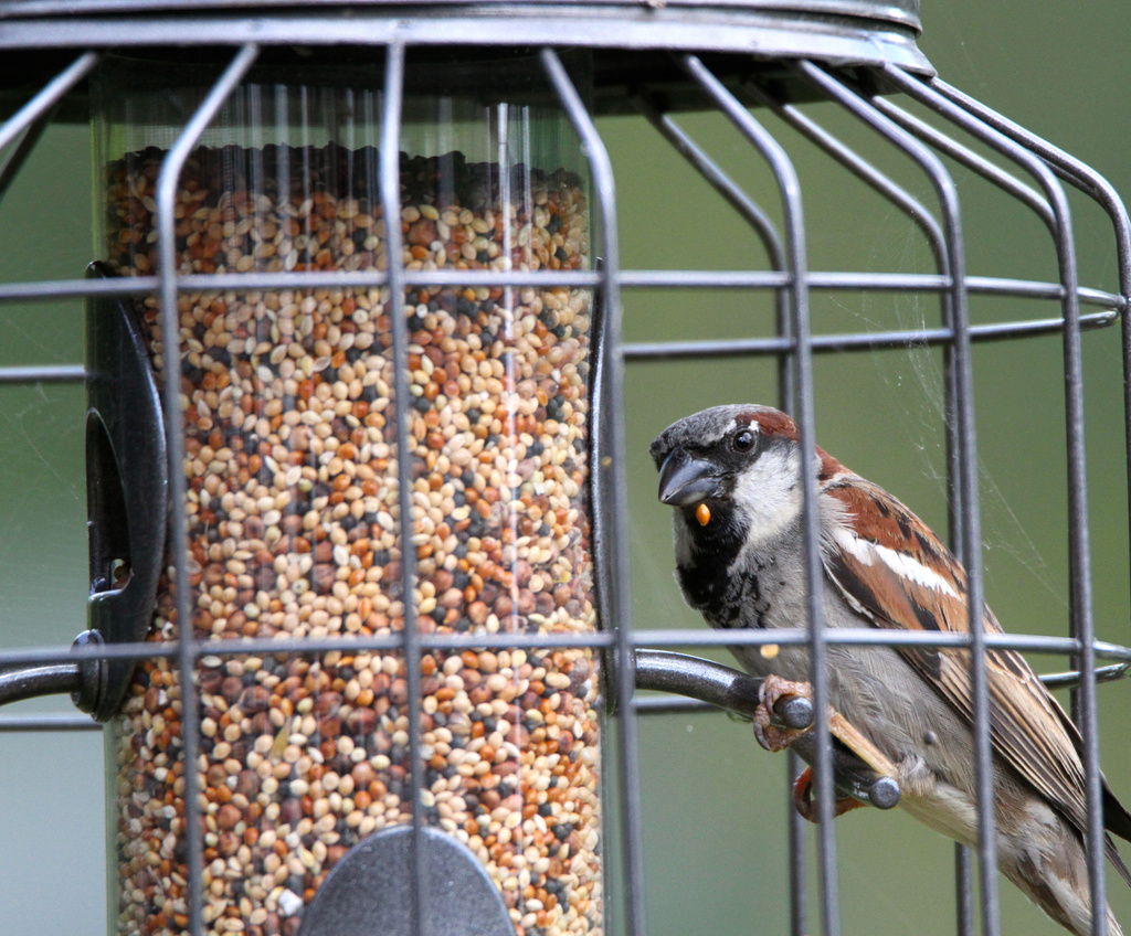 House Sparrow. by padlock