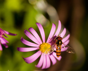 6th Jul 2014 - 6th July 2014 - Hover fly