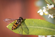 6th Jul 2014 - hoverfly and olive tree