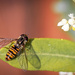 hoverfly and olive tree by jantan